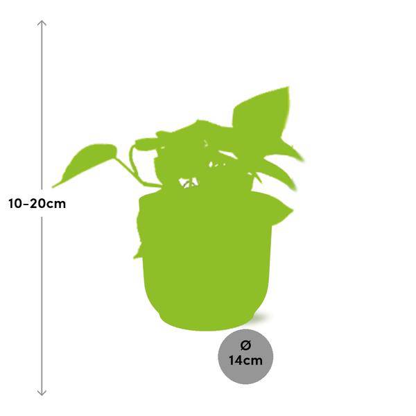 Efeutute Epipremnum Pinnatum Golden Pothos – Zimmerpflanze im dekorativen Topf Vibes Fold 14cm Rosa – Plant