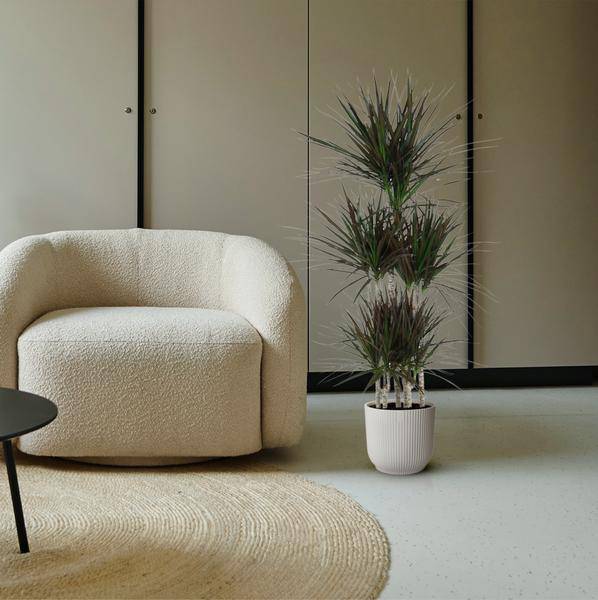 Drachenbaum Zimmerpflanze Ø31cm ↕150cm – pflegeleichte Grünpflanze für Wohnzimmer, Büro & helle Standorte kaufen – Plant