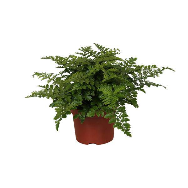 Nestfarn – Asplenium Parvati – Zimmerpflanze – Ø12cm – ↕25cm – dekorativer Farn mit eleganten Wedeln – pflegeleichte Grünpflanze für Innenräume – Plant