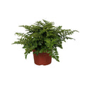 Nestfarn – Asplenium Parvati – Zimmerpflanze – Ø12cm – ↕25cm – dekorativer Farn mit eleganten Wedeln – pflegeleichte Grünpflanze für Innenräume – Plant
