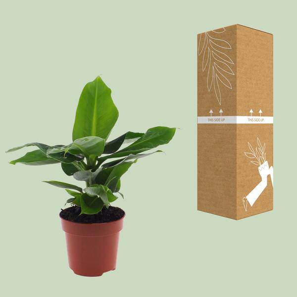 Bananenbaum Musa Oriental Dwarf Zwergbanane – Zimmerpflanze – Ø12cm 35cm Höhe – tropisch & pflegeleicht – Plant
