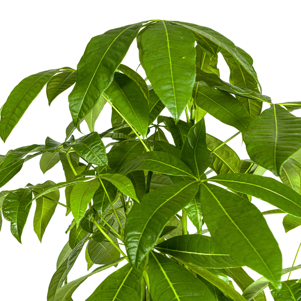 Glückskastanie – Pachira Aquatica – Zimmerpflanze – Ø30cm – Höhe 160-180cm – Geflochtener Stamm & glänzende Blätter – Exotisch & pflegeleicht – Plant