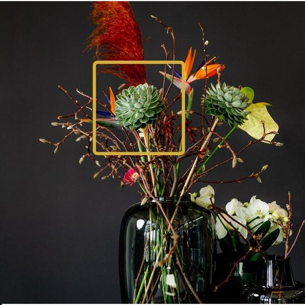 Sukkulente Echeveria pulidonis ROOTLESS Zimmerpflanze – pflegeleichte Sukkulente für Wohnzimmer, Büro & helle Standorte kaufen – Plant