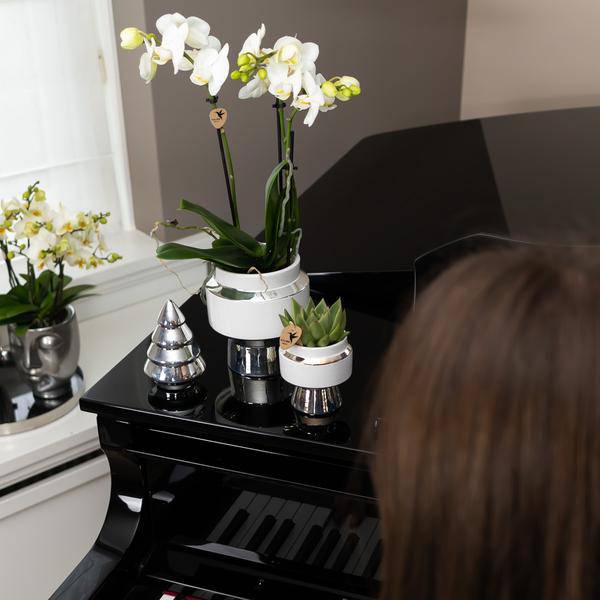 Phalaenopsis Orchidee Weiß – Amabilis – Ø9cm x H40cm – Le Chic Deko – Topf Silber – Blühende Zimmerpflanze mit 2-3 Zweigen – Plant