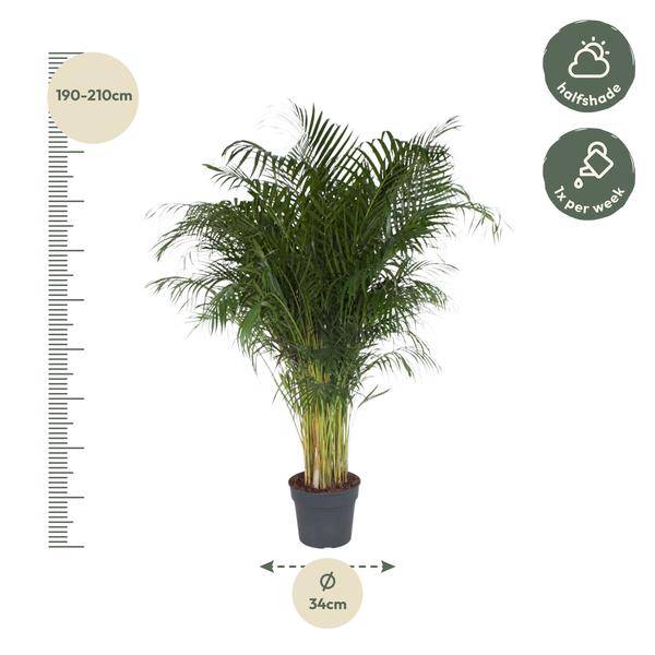 Goldfruchtpalme – Dypsis Lutescens – Areca – Palme – Zimmerpflanze – 200cm hoch Ø34cm – Tropisches Grün für Wohnzimmer & Büro – Plant