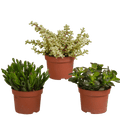 Sukkulenten – Crassula Mix – 3 Pflanzen – Ø10,5cm – pflegeleichte Zimmerpflanzen – robuste Minibäume für Zuhause & Büro – Plant