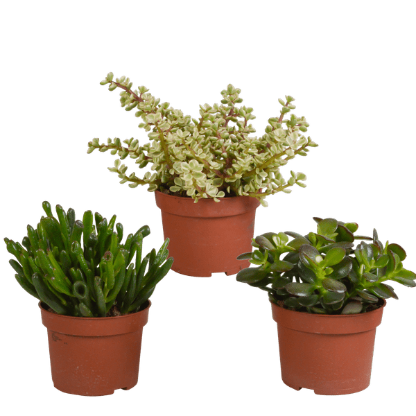 Sukkulenten – Crassula Mix – 3 Pflanzen – Ø10,5cm – pflegeleichte Zimmerpflanzen – robuste Minibäume für Zuhause & Büro – Plant