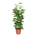 Efeutute Epipremnum Scindapsus Pinnatum – Goldene Efeutute am Moosstock – Ø19cm – ↕80cm – Luftreinigende Zimmerpflanze mit herzförmigen Blättern – Plant