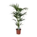 Kentia Palme Howea forsteriana Zimmerpflanze Ø21cm ↕120cm – tropische Grünpflanze für Wohnzimmer, Büro & helle Standorte kaufen – Plant