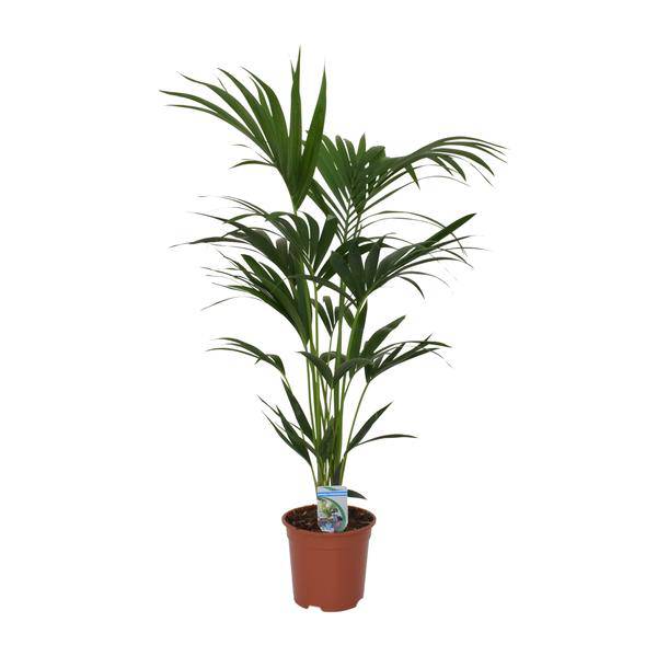 Kentia Palme Howea forsteriana Zimmerpflanze Ø21cm ↕120cm – tropische Grünpflanze für Wohnzimmer, Büro & helle Standorte kaufen – Plant