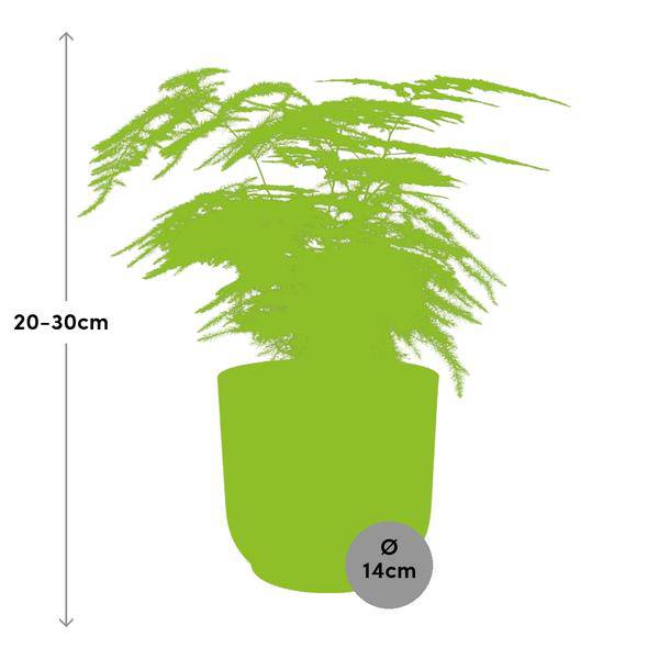 Feder – Spargel Asparagus Setaceus Plumosus Zimmerpflanze Ø12cm Ø14cm – pflegeleichte Grünpflanze für Wohnzimmer, Büro & helle Standorte kaufen – Plant