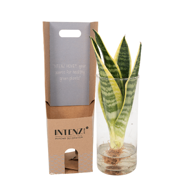 Sansevieria im Glaszylinder – Ø12cm – ↕30cm – Pflegeleichte Zimmerpflanze im dekorativen Glasgefäß – Luftreinigend & robust – Plant