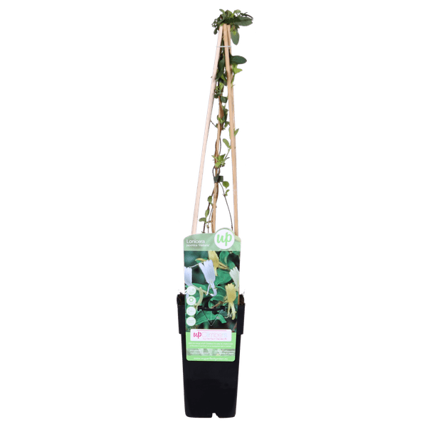 Gelbbunte Geißschlinge – Lonicera japonica ‘Halliana’ – Ø15cm x ↕65cm – Weiß – gelbe, stark duftende Kletterpflanze – Plant