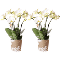 Phalaenopsis Orchideen Weiß – 2 Orchideen – Zimmerpflanzen mit langanhaltender Blüte – Ø12cm Töpfe – Frisch vom Bauern – Elegante Wohnraum-Deko – Plant