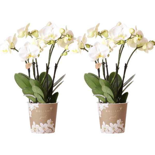 Phalaenopsis Orchideen Weiß – 2 Orchideen – Zimmerpflanzen mit langanhaltender Blüte – Ø12cm Töpfe – Frisch vom Bauern – Elegante Wohnraum-Deko – Plant