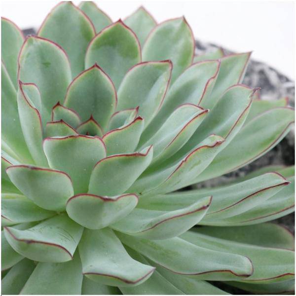 Sukkulente Echeveria pulidonis Rootless Zimmerpflanze Ø20cm – pflegeleichte Sukkulente für Wohnzimmer, Büro & helle Standorte kaufen – Plant