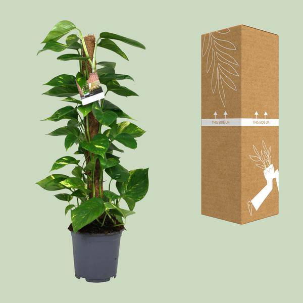 Efeutute Scindapsus Epipremnum – Ø19cm – ↕80cm – Pflegeleichte Rankpflanze & luftreinigende Zimmerpflanze – Plant