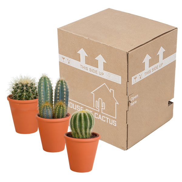 Sukkulenten & Kakteen Mix 3 Pflanzen Ø8,5cm – pflegeleichtes Pflanzen Set für Urban Jungle, Fensterbank, Wohnzimmer & Büro – Plant