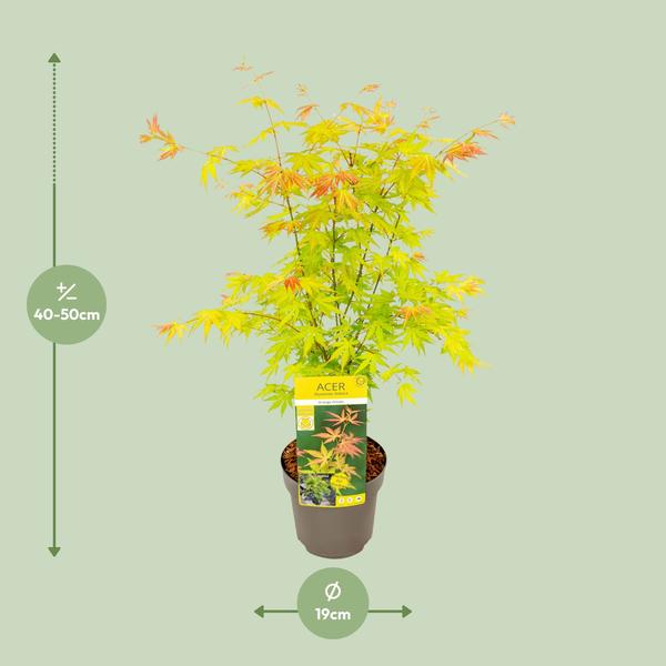 Fächer – Ahorn – Acer palmatum 'Orange Dream' – Ø19cm – ↕50cm – Japanischer Ahorn – Winterharte Zierpflanze für Garten & Terrasse – Plant