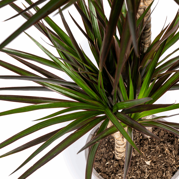 Dracaena Marginata Magenta – Drachenbaum – Zimmerpflanze Ø24cm ↕130-150cm – Dunkelgrüne Blätter mit Rotrand – Pflegeleicht – Plant