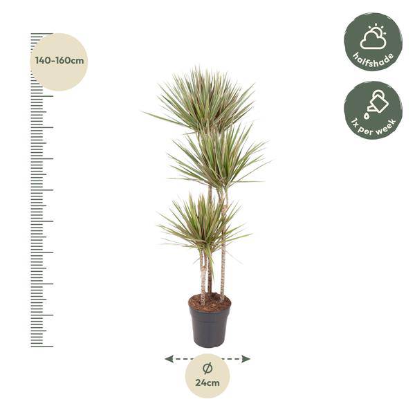 Drachenbaum Zimmerpflanze Ø24cm ↕150cm – pflegeleichte Grünpflanze für Wohnzimmer, Büro & helle Standorte kaufen – Plant