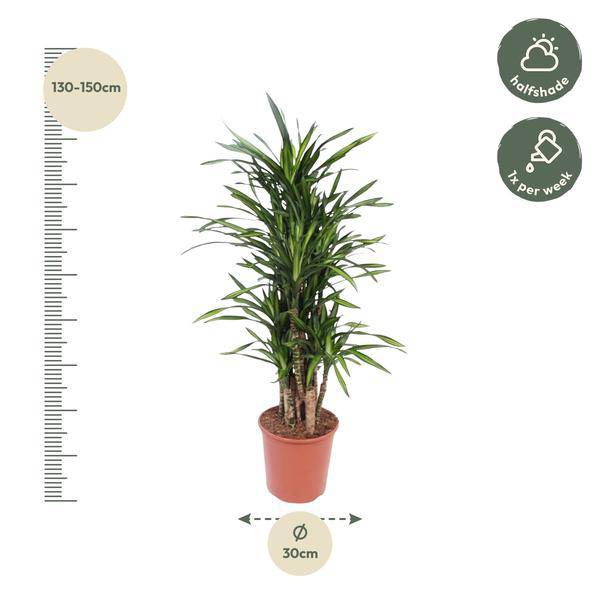Drachenbaum Dracaena Riki – 140cm hoch – Ø30cm – Elegante Zimmerpflanze mit schmalem dunkelgrünem Blattwerk – pflegeleicht – für Zimmer & Büro – Plant