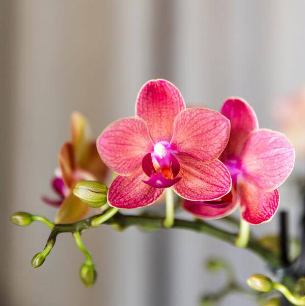 Phalaenopsis Orchideen Kongo Rot – 4 Orchideen – ca. 30-35cm hoch – Ø9cm – rote Mini – Orchideen – Zimmerpflanze für Tisch & Fensterbank – Plant