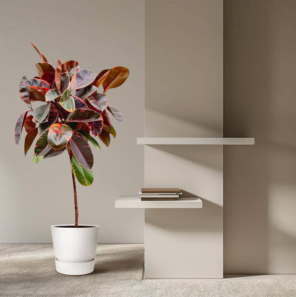 Gummibaum Ficus Elastica Belize Zimmerpflanze Ø24cm ↕130cm – pflegeleichte Grünpflanze für Wohnzimmer, Büro & helle Standorte kaufen – Plant