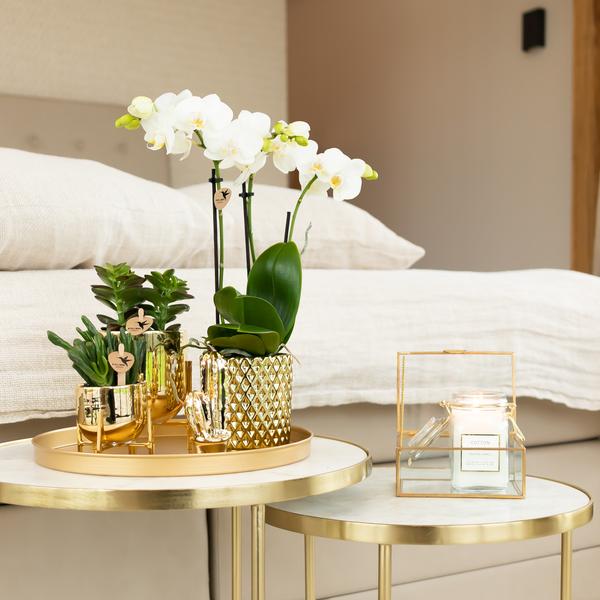 Phalaenopsis Amabilis Weiß Zimmerpflanze Ø9cm – blühende Orchidee für Wohnzimmer, Büro & helle Standorte kaufen – Plant
