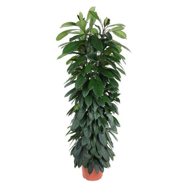 Gummibaum Zimmerpflanze Ø29cm ↕150cm – pflegeleichte Grünpflanze für Wohnzimmer, Büro & helle Standorte kaufen – Plant
