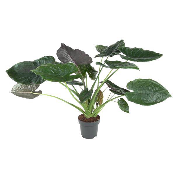 Elefantenohr – Alocasia Wentii – Zimmerpflanze – 120cm – Ø32cm – tropische Pflanze mit großen pfeilförmigen Blättern in Dunkelgrün und Violett – Plant