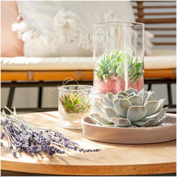 Sukkulente – Echeveria pulidonis ROOTLESS – Ø20cm Schale Taupe – Zimmerpflanze ohne Wurzeln – Pflegeleichte Schnitt – Plant