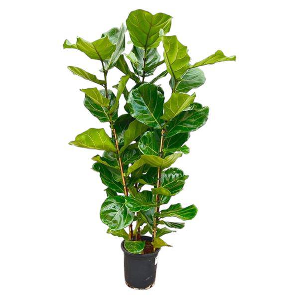 Feigenbaum – Ficus Lyrata Strauch – ca. 140cm hoch – Ø27cm – Geigenfeige als Zimmerpflanze – XXL Grünpflanze mit großen Blättern – für Zimmer & Büro – Plant