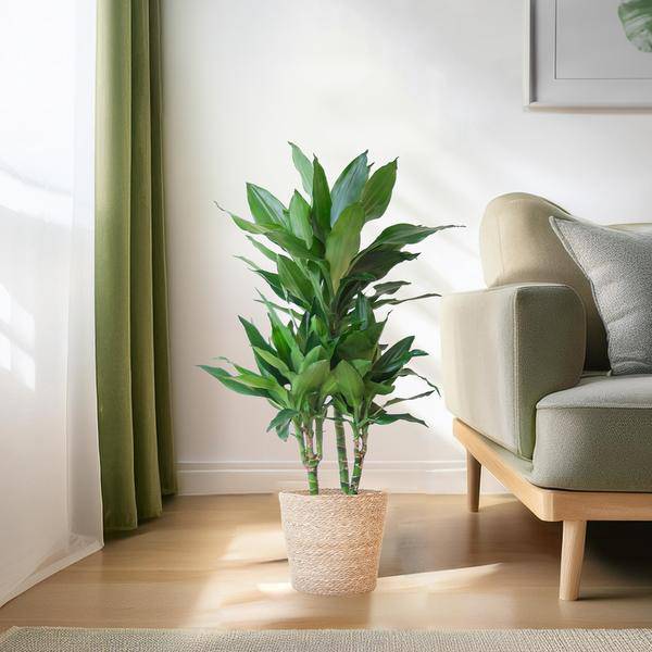 Dracaena Janet Lind 95cm – Drachenbaum Zimmerpflanze Ø21cm – pflegeleichte grüne Pflanze mit luftreinigend – inkl. handgeflochtenem Seegras – Plant