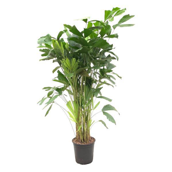 Caryota Mitis – Fischschwanzpalme – Zimmerpflanze ca. 140cm – Ø24cm – Tropische Palme mit gefiederten Blättern für Wohnzimmer, Büro & Wintergarten – Plant