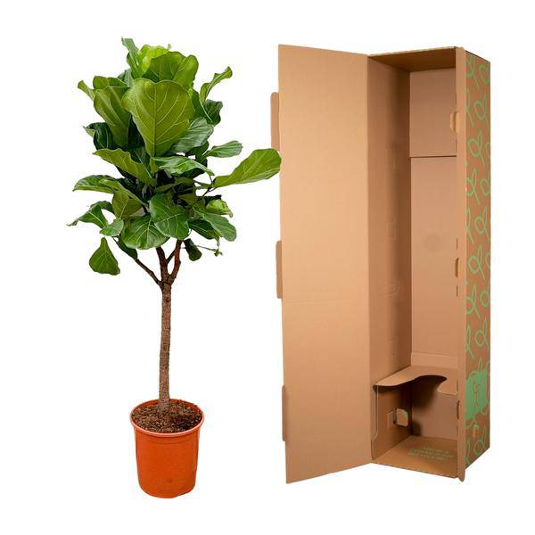 Geigen – Feige – Ficus Lyrata – Zimmerpflanze 180cm – Ø30cm – Designpflanze mit großen geigenförmigen Blättern – Pflegeleicht – Plant