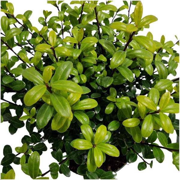 Stechpalmenhecke Ilex crenata ‘Jenny’ – 6 Pflanzen Ø12cm ↕20cm Winterharte immergrüne Heckenpflanzen – Plant