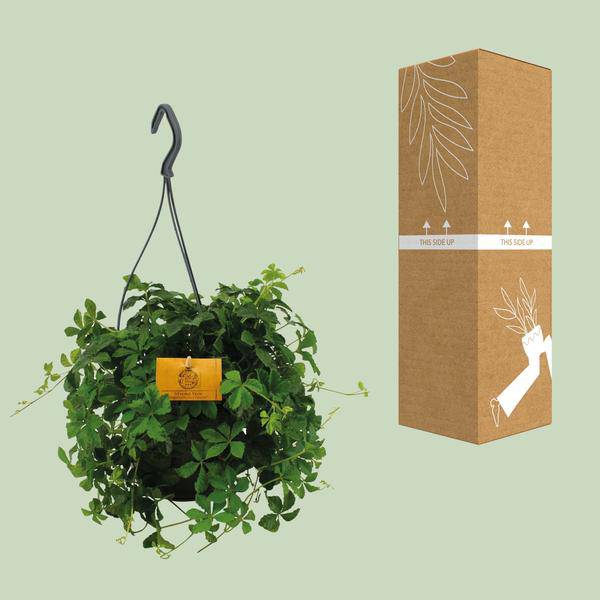 Parthenocissus Striatha – Hängender Efeu – Ø15cm ↕25cm – Immergrün – Pflegeleicht – Zimmer- & Balkonpflanze – Halbschatten – Plant