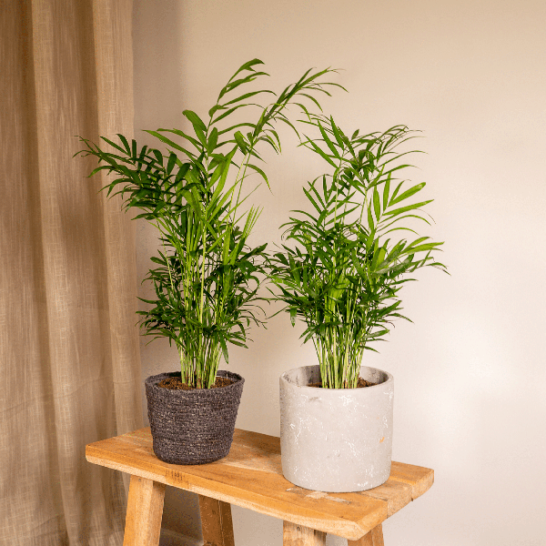 Mexikanische Bergpalme – Chamaedorea Elegans – 2 Pflanzen – Zimmerpflanze – Ø12cm – ↕40cm – Plant