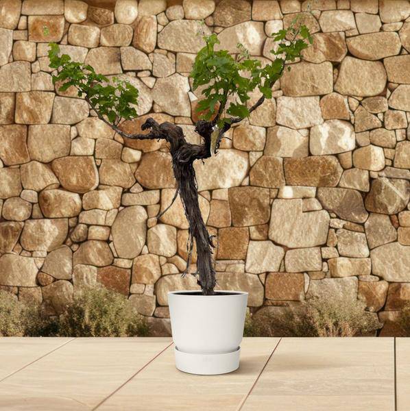 Weintraube Vitis Vinifera Zimmerpflanze Ø55cm ↕220cm – pflegeleichte Grünpflanze für Wohnzimmer, Büro & helle Standorte kaufen – Plant