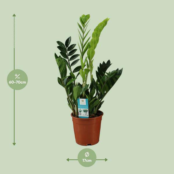Glücksfeder Zamioculcas zamiifolia Zimmerpflanze Ø17cm ↕65cm – pflegeleichte Grünpflanze für Wohnzimmer, Büro & helle Standorte kaufen – Plant