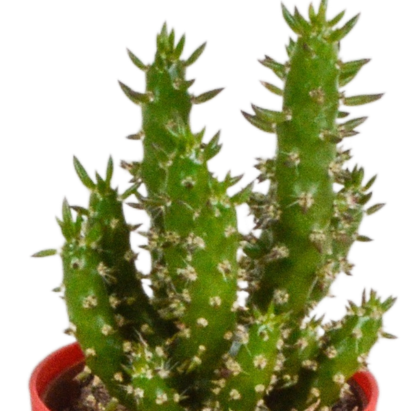 Kakteen Mix – 5 Pflanzen – Ø5,5cm Zimmerpflanzen im farbigen Kunststofftopf – Verschiedene Mini – Kakteen – Plant