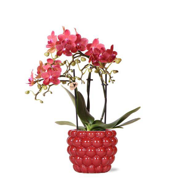 Phalaenopsis Orchidee Rot Zimmerpflanze Ø9cm ↕40cm – blühende Orchidee für Wohnzimmer, Büro & helle Standorte kaufen – Plant