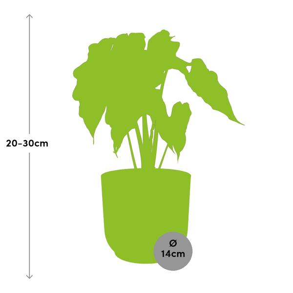 Elefantenohr Alocasia Polly Zimmerpflanze Ø14cm – pflegeleichte Grünpflanze für Wohnzimmer, Büro & helle Standorte kaufen – Plant