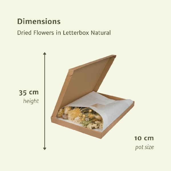 Trockenblumen im Briefkasten – Natur – Getrockneter Blumenstrauß – Beige, Weiß & Rosa – langlebig & pflegefrei – Geschenkidee – 25-30cm – Plant