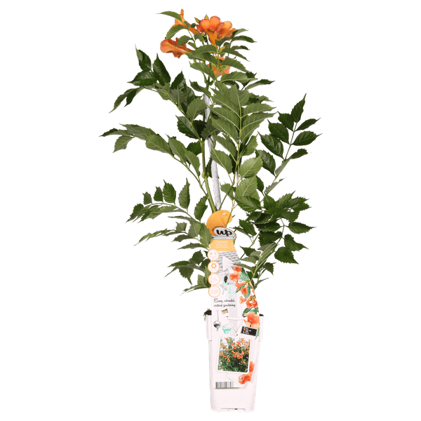 Trompetenblume Orange Gartenpflanze Ø15cm ↕65cm – winterharte Pflanze für Garten, Balkon, Terrasse, Kübel & Beet online kaufen – Plant