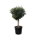 Olivenbaum – Olea Europaea Lorc 180cm – Ø50cm – Mediterrane Kübelpflanze mit silbergrünen Blättern – Pflegeleicht – Plant