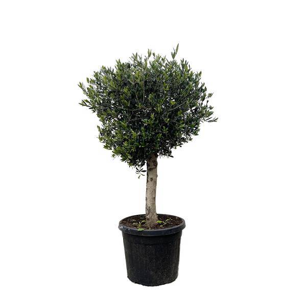 Olivenbaum – Olea Europaea Lorc 180cm – Ø50cm – Mediterrane Kübelpflanze mit silbergrünen Blättern – Pflegeleicht – Plant