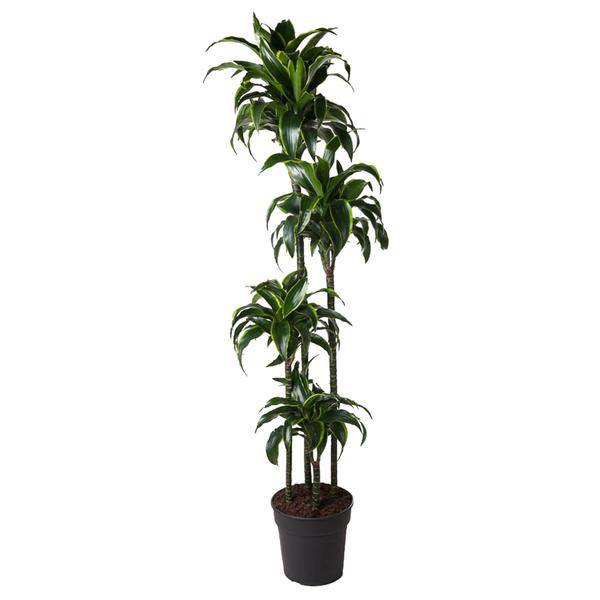 Drachenbaum – Dracaena Dorado 170cm – Ø27cm – Zimmerpflanze mit gold – grünen Blättern – Tropische Dekopflanze für Wohnzimmer, Büro & Wintergarten – Plant