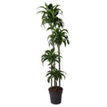 Drachenbaum – Dracaena Dorado 170cm – Ø27cm – Zimmerpflanze mit gold – grünen Blättern – Tropische Dekopflanze für Wohnzimmer, Büro & Wintergarten – Plant